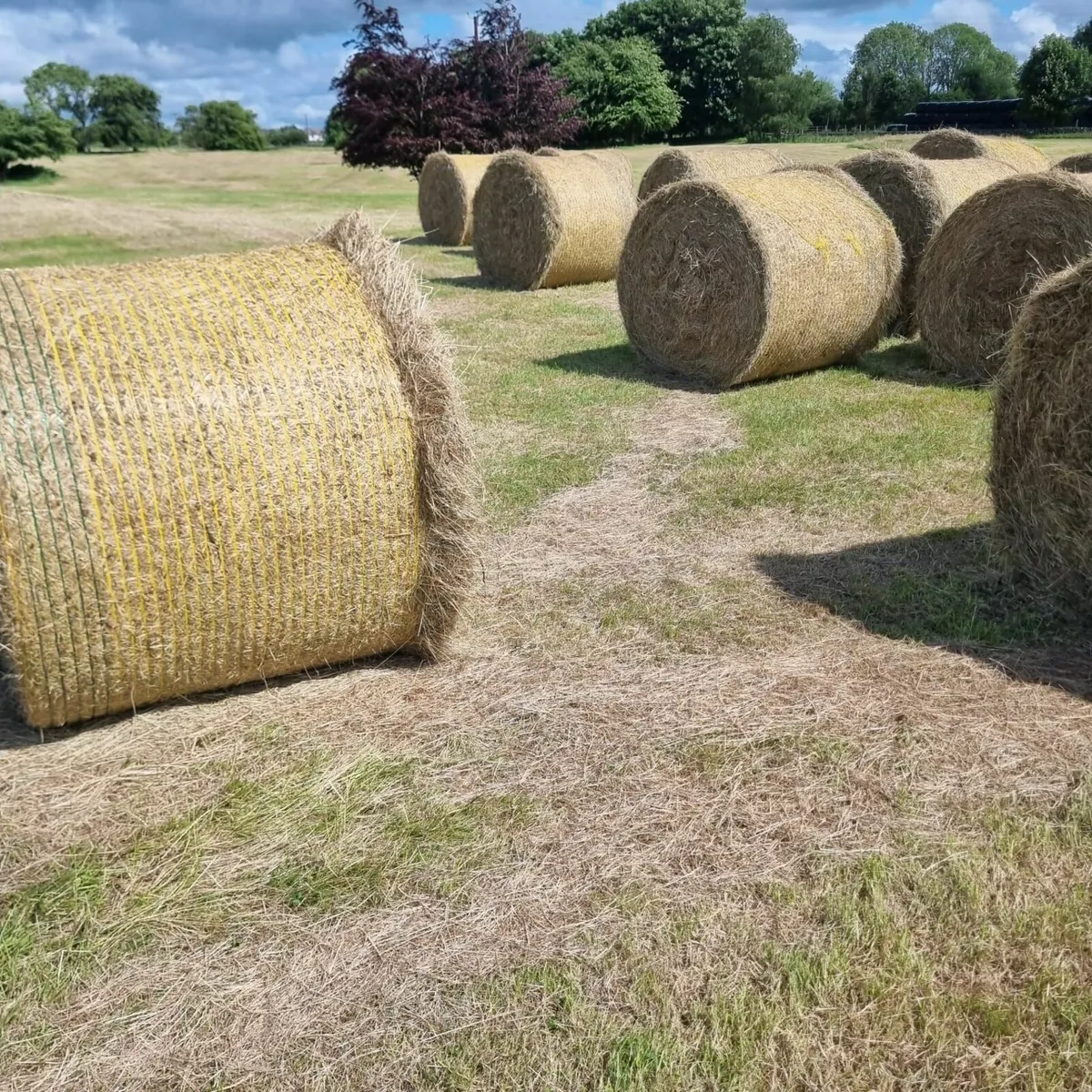 Hay for Sale - Image 1