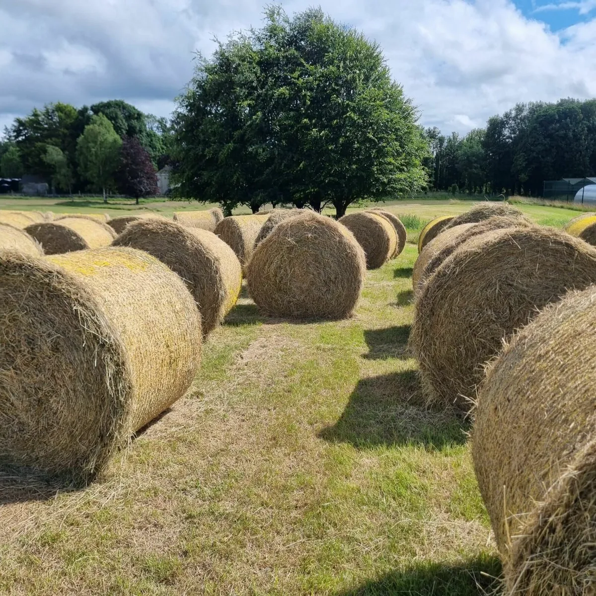 Hay for Sale - Image 2