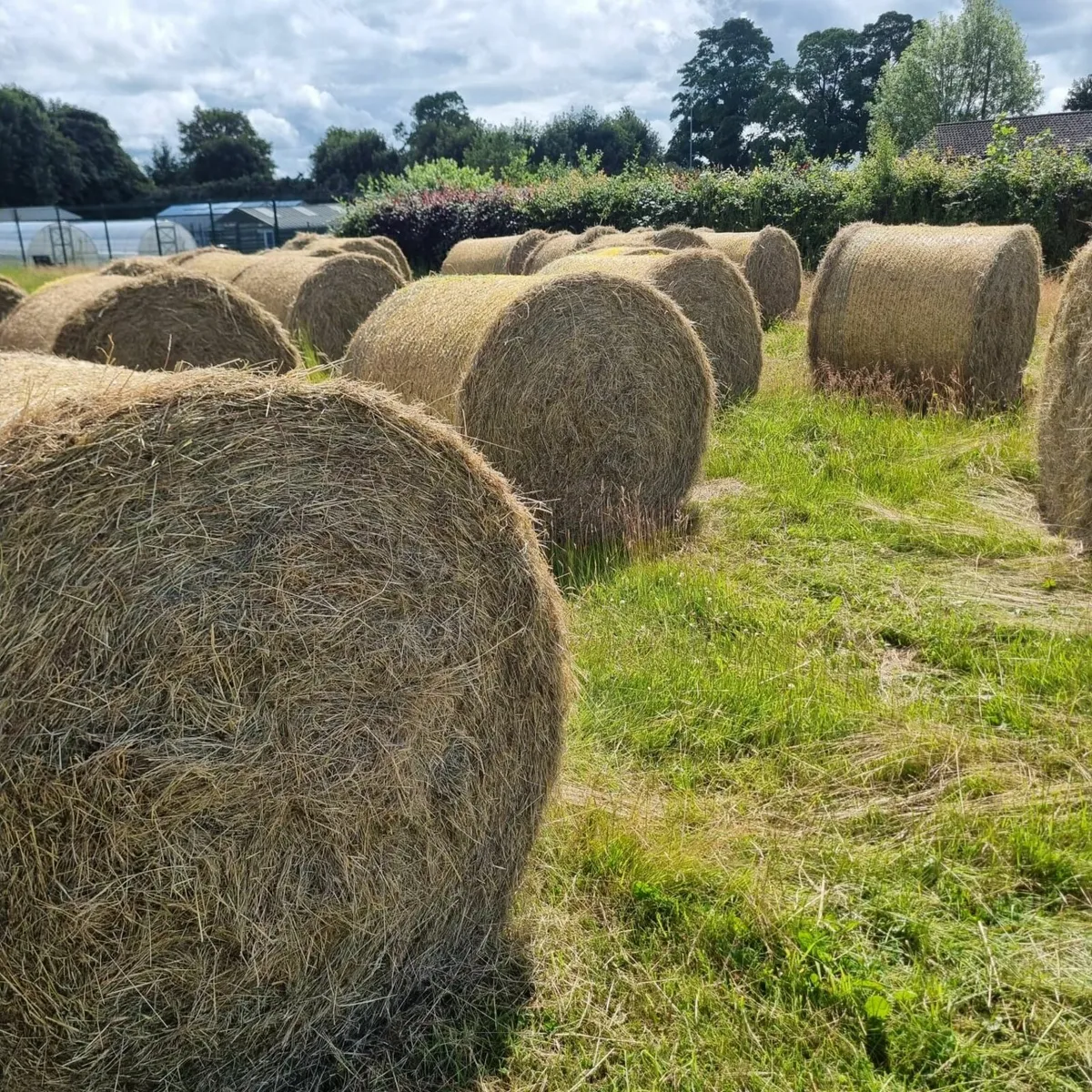 Hay for Sale - Image 3