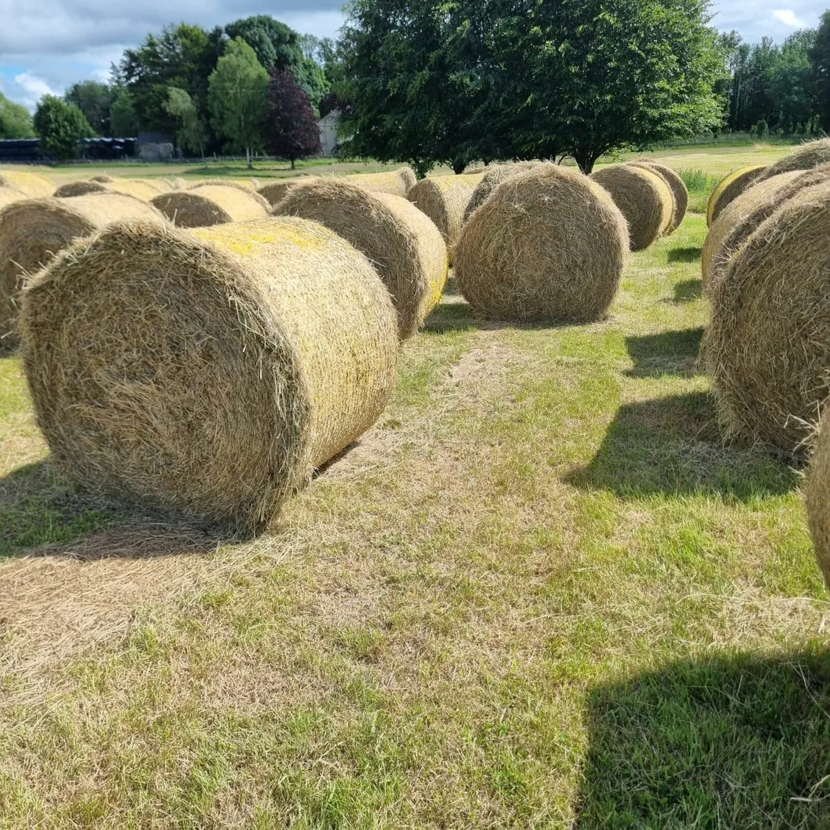 Hay for Sale - Image 4