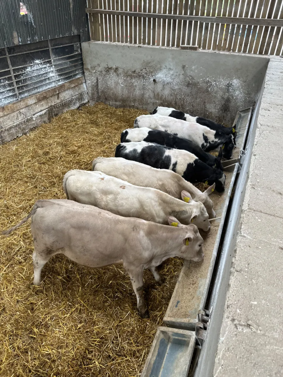 Blue and Charolais bulls - Image 2