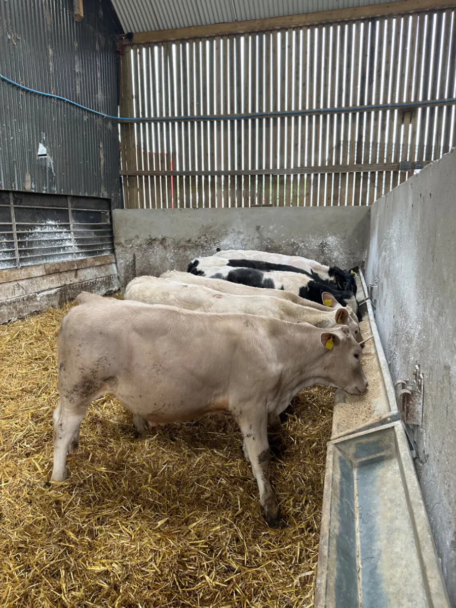 Blue and Charolais bulls - Image 3