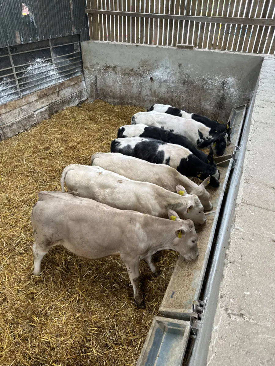 Blue and Charolais bulls - Image 4