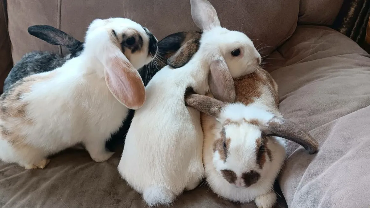 12 week old miniature lop eared rabbits - Image 1