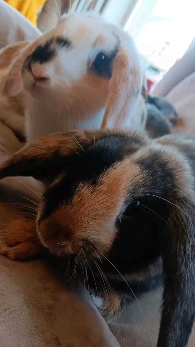 12 week old miniature lop eared rabbits - Image 2