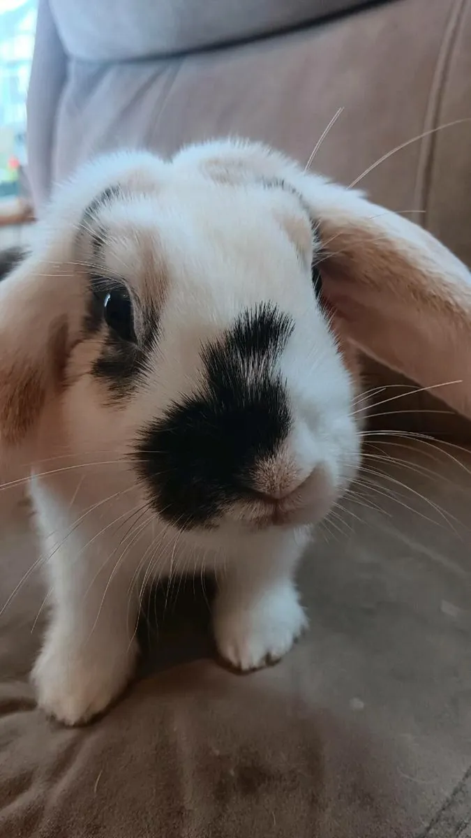 12 week old miniature lop eared rabbits - Image 3