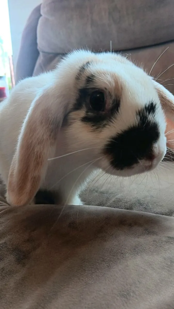 12 week old miniature lop eared rabbits - Image 4