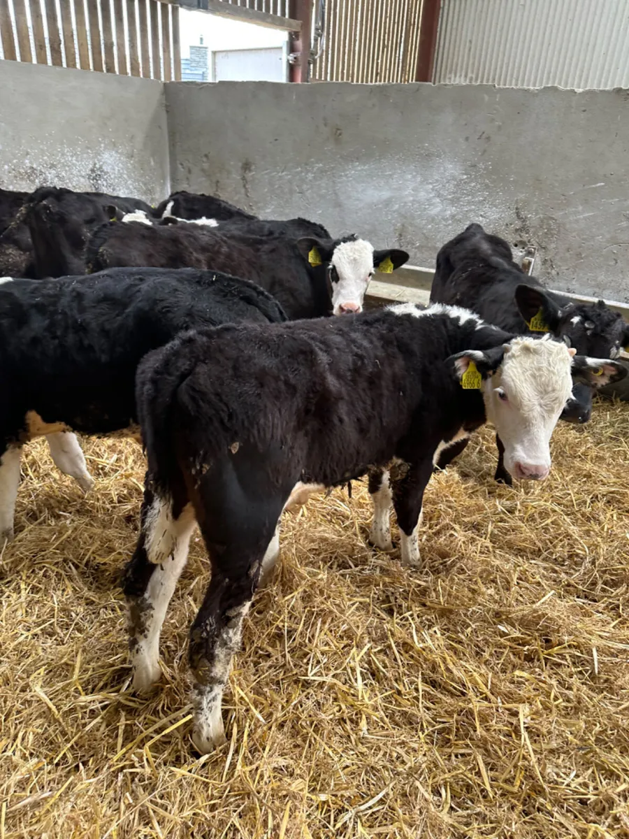 Angus and Hereford bulls - Image 4