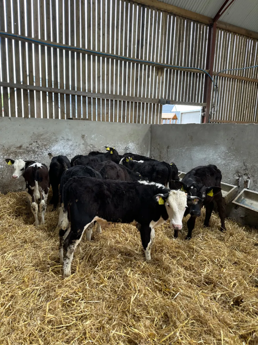 Angus and Hereford bulls - Image 3