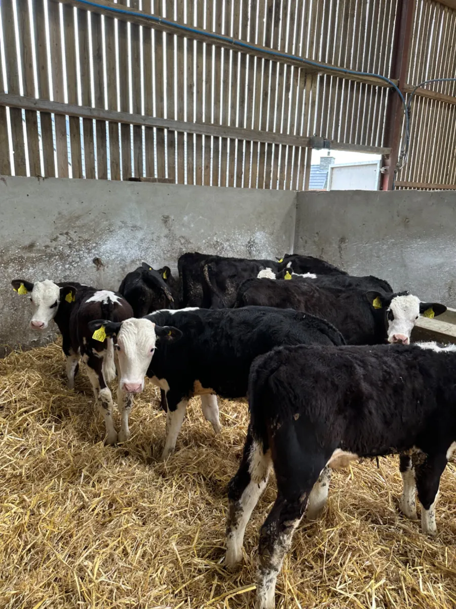 Angus and Hereford bulls - Image 2