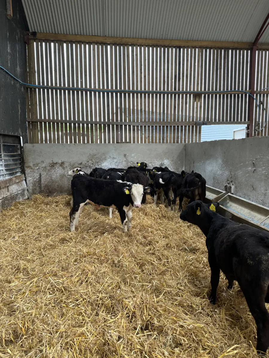 Angus and Hereford bulls - Image 1