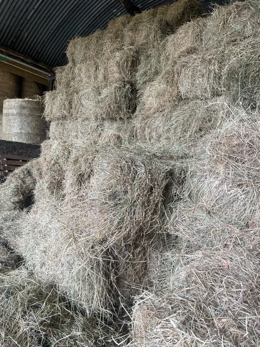 Small square hay - Image 1