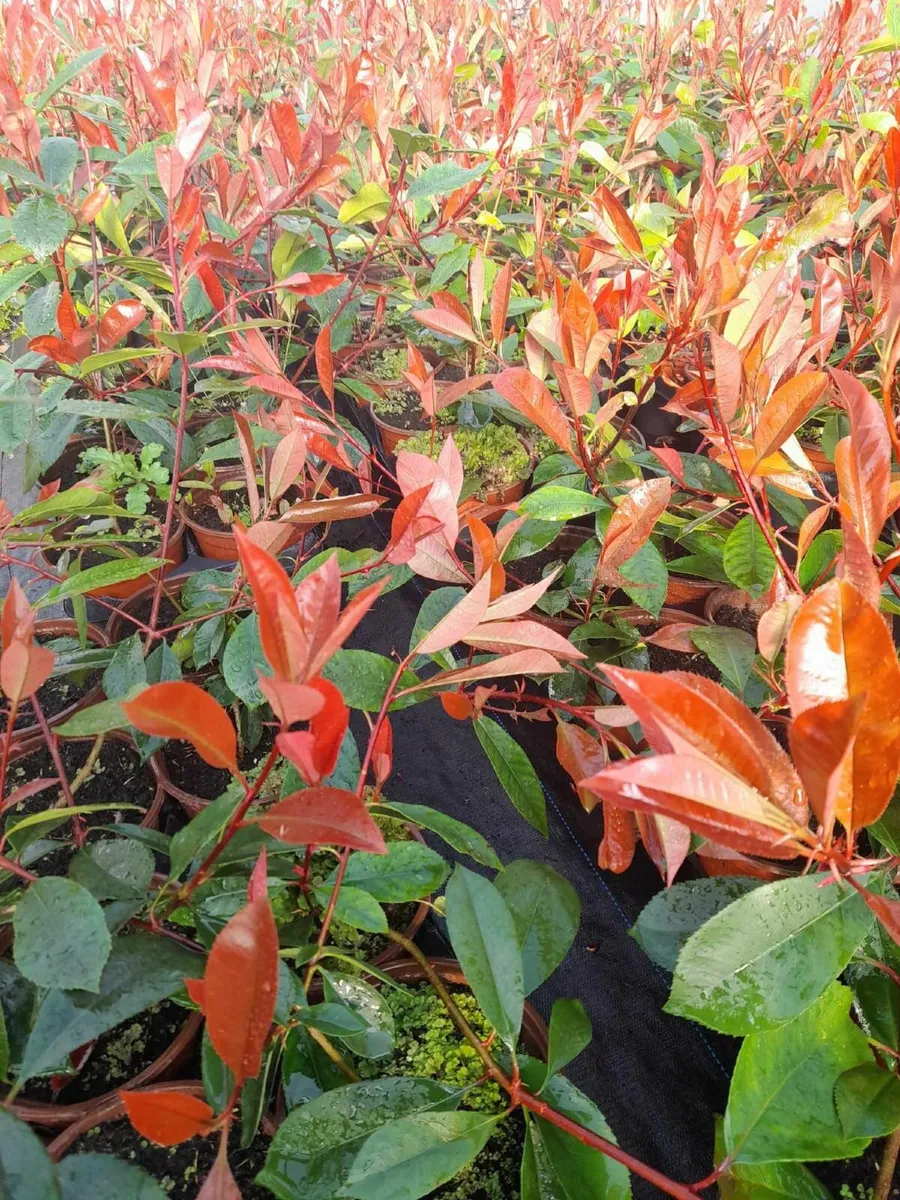 Red Robin Hedging €3.50 - Image 1