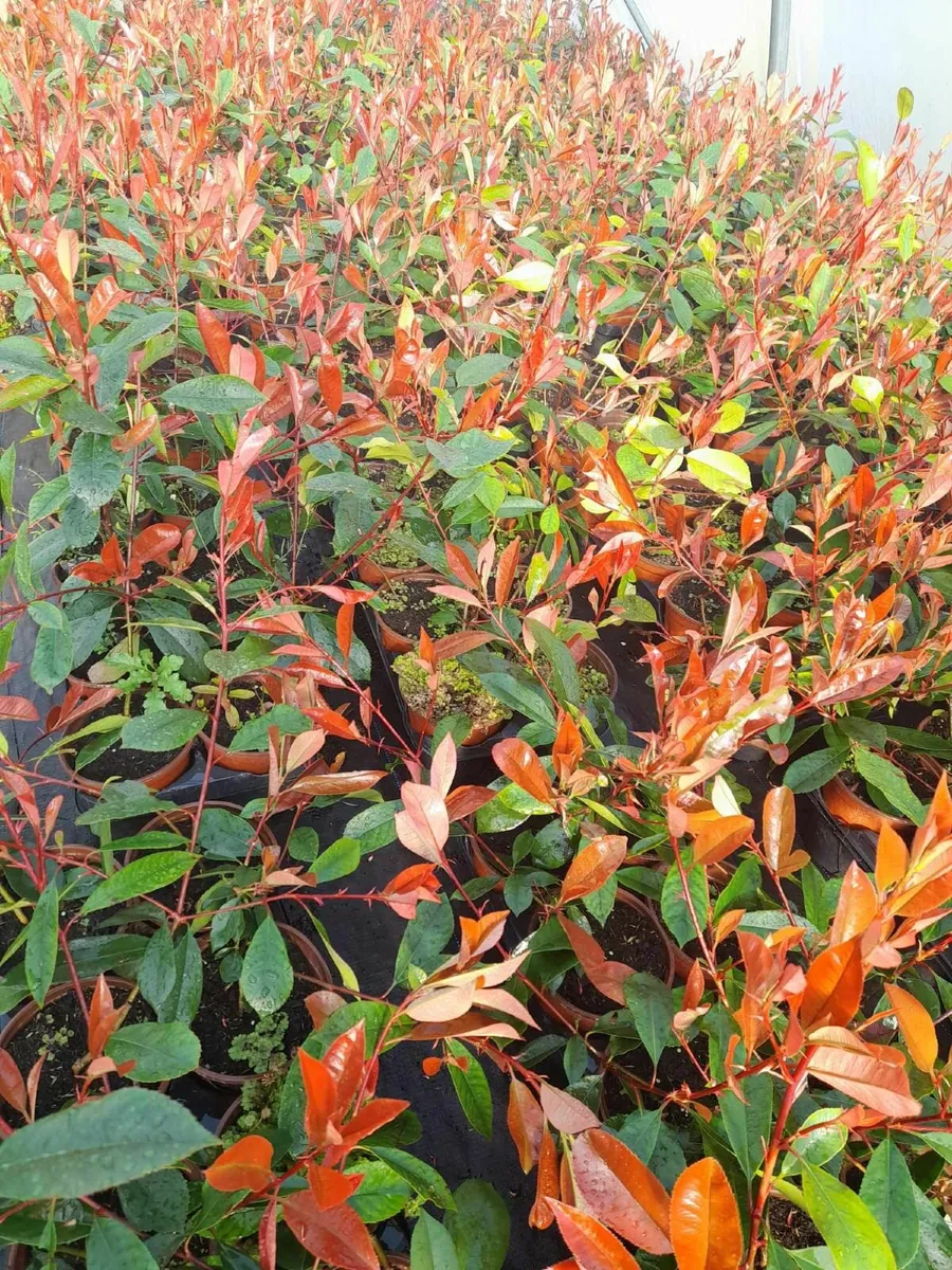 Red Robin Hedging €3.50 - Image 2