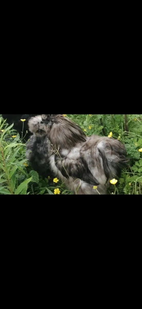 Roosters - Image 2