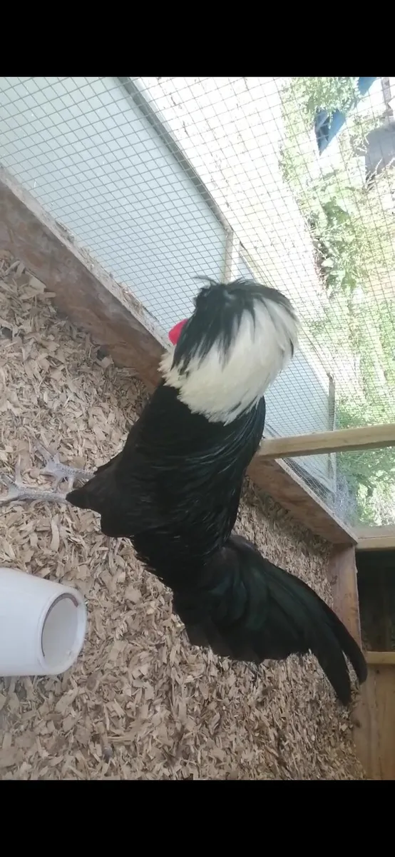 Roosters - Image 3