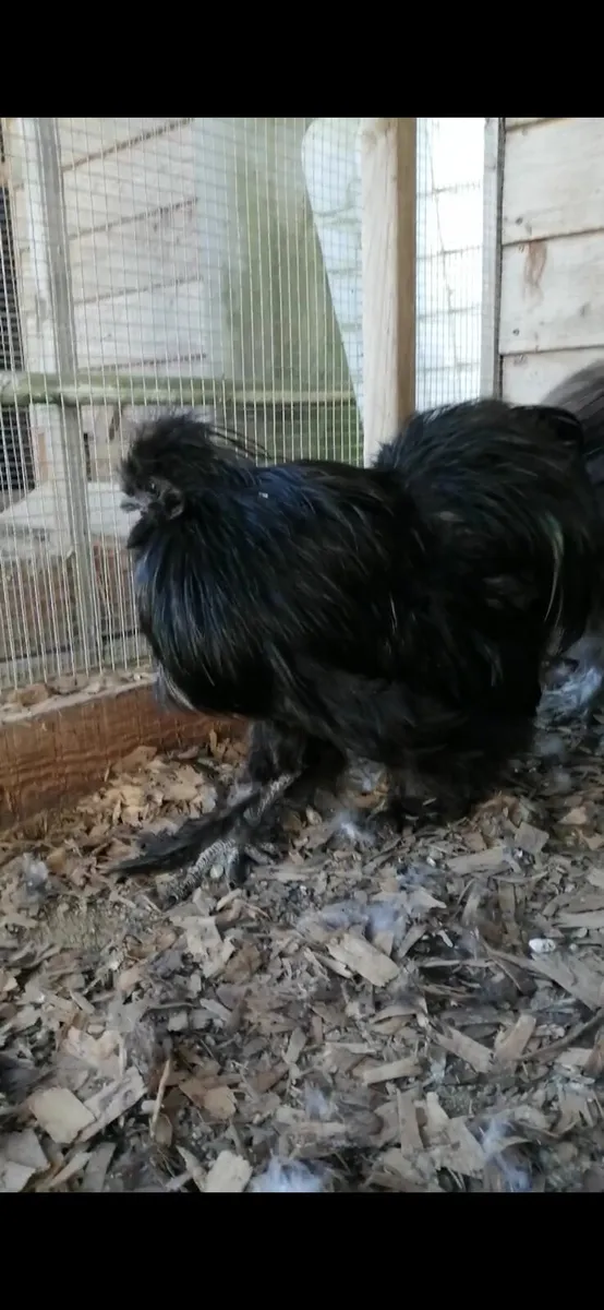 Roosters - Image 4