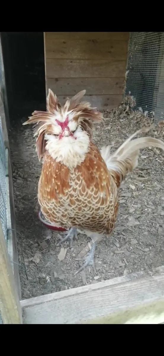 Roosters - Image 1