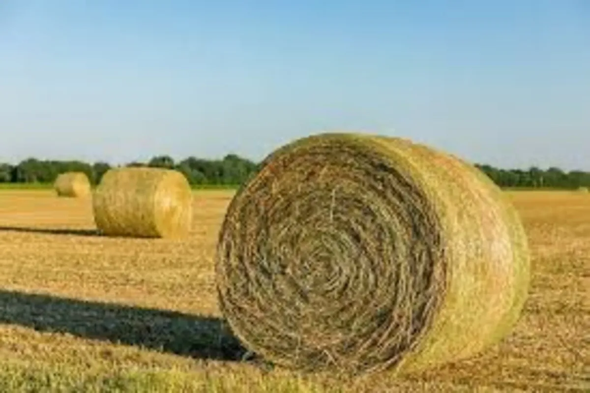 Sheep Hay