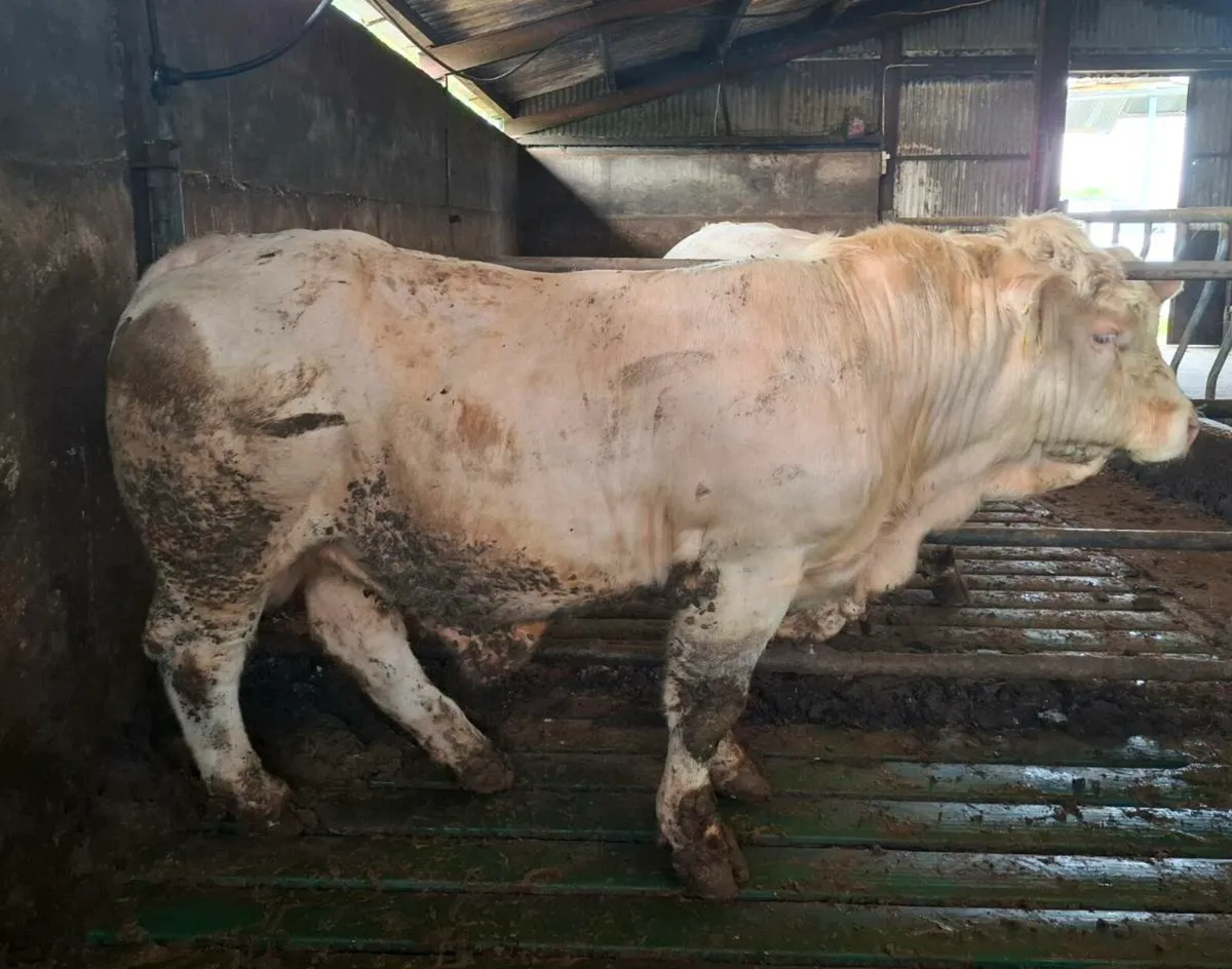 3 PBR Charolais Bulls for sale - Image 1