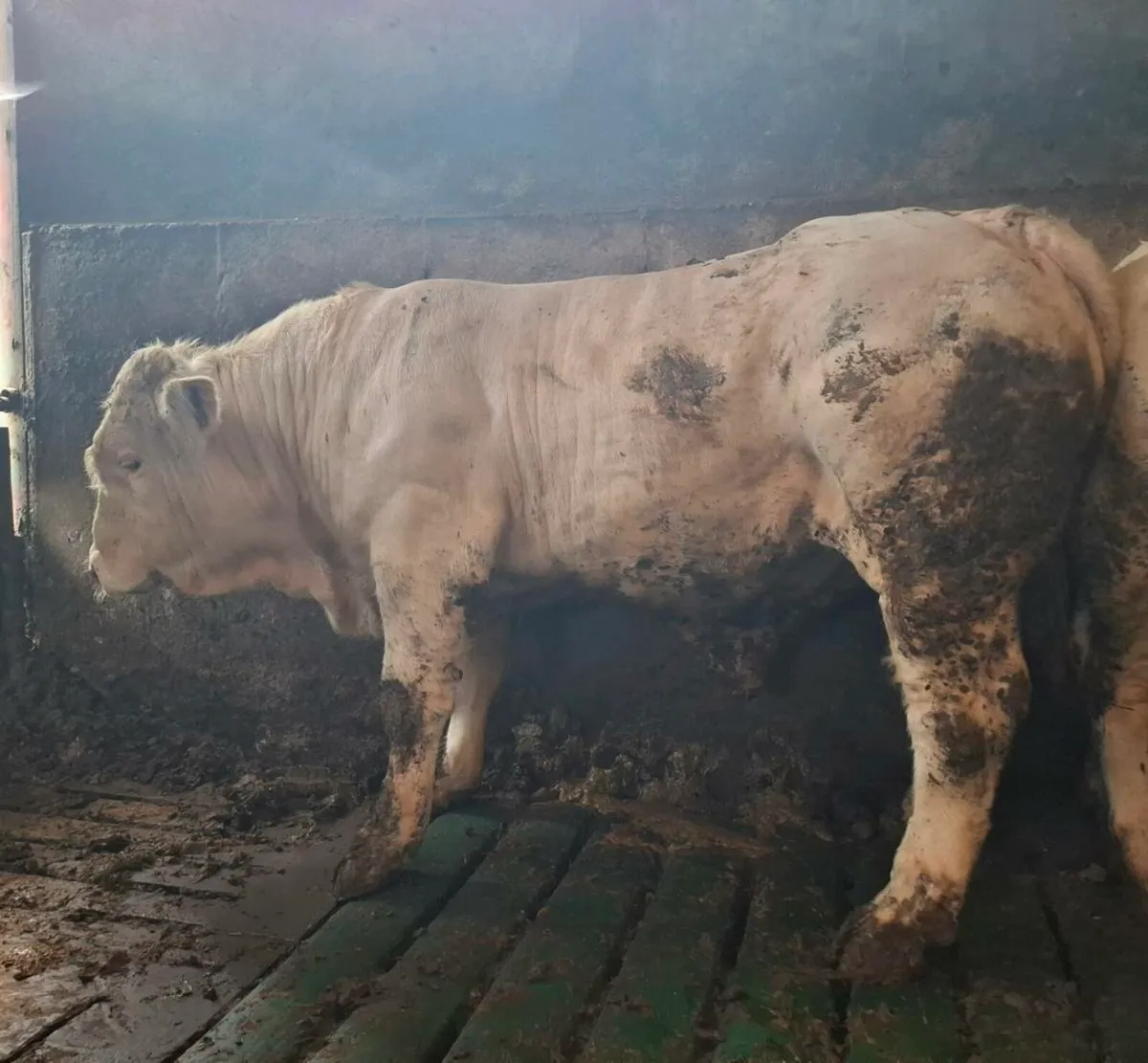 3 PBR Charolais Bulls for sale - Image 2