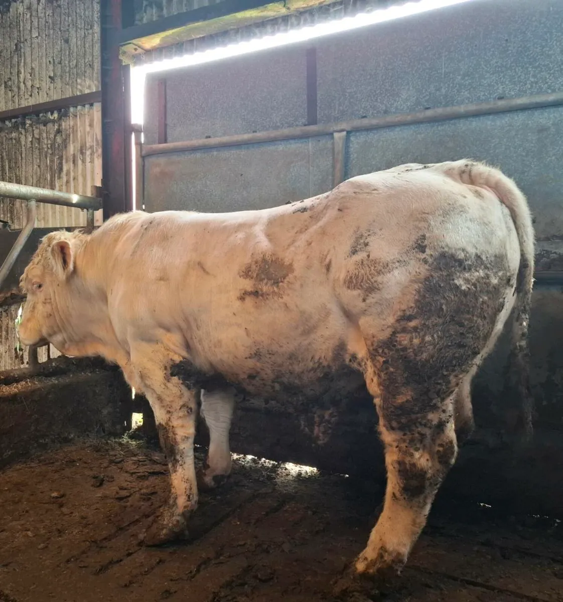 3 PBR Charolais Bulls for sale - Image 3