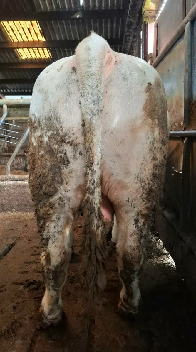3 PBR Charolais Bulls for sale - Image 4