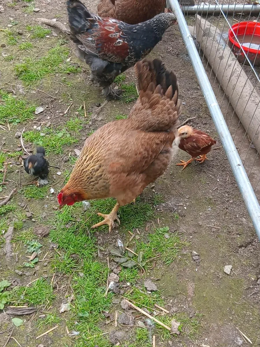 Welsummer hen and 2 chicks Heat plate - Image 1