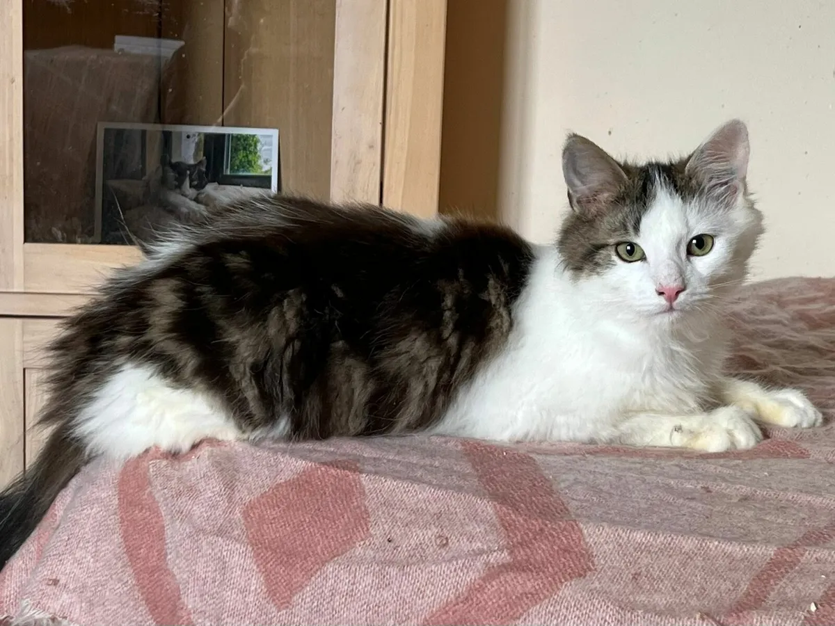 Cali and Fluffy - Image 1