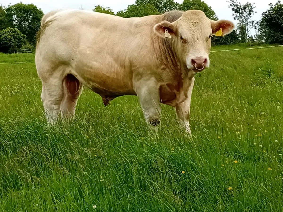 Bull - Image 1