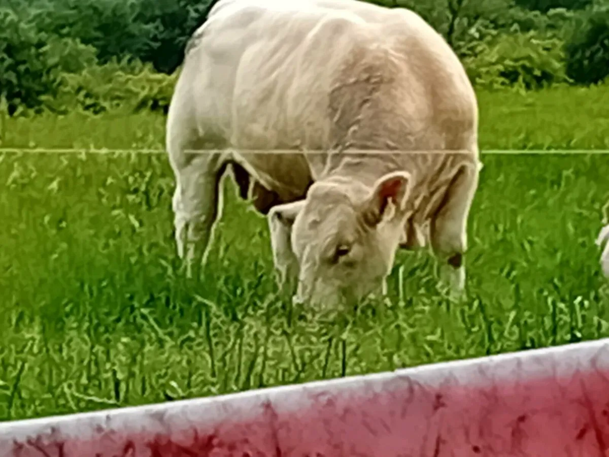 Bull - Image 3