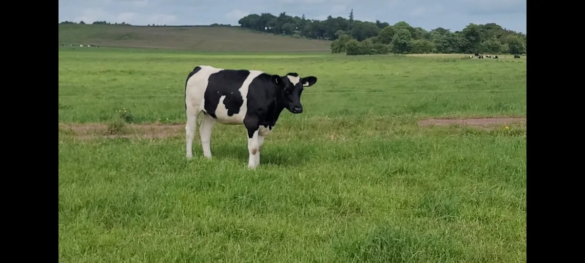 40 Maiden heifers - Image 1