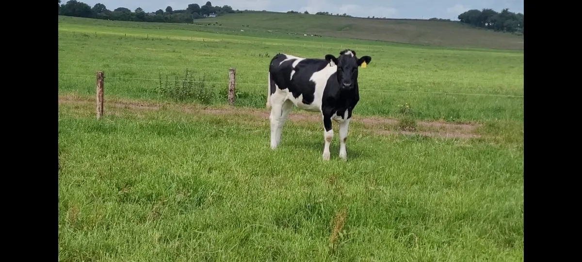 40 Maiden heifers - Image 2
