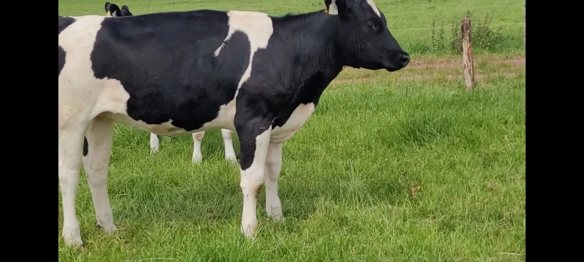 40 Maiden heifers - Image 3