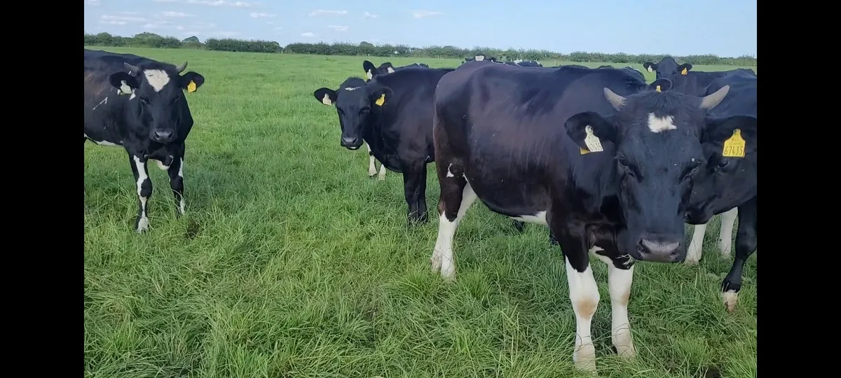 40 Maiden heifers - Image 4