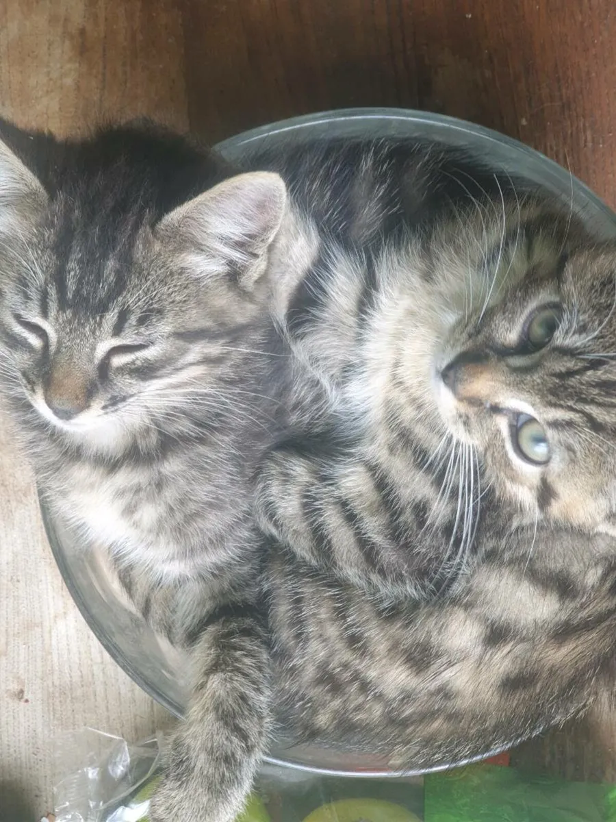 Kittens - Image 3