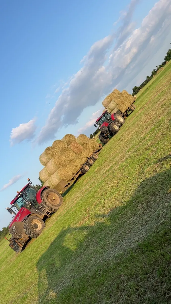 Green Hay - Image 1