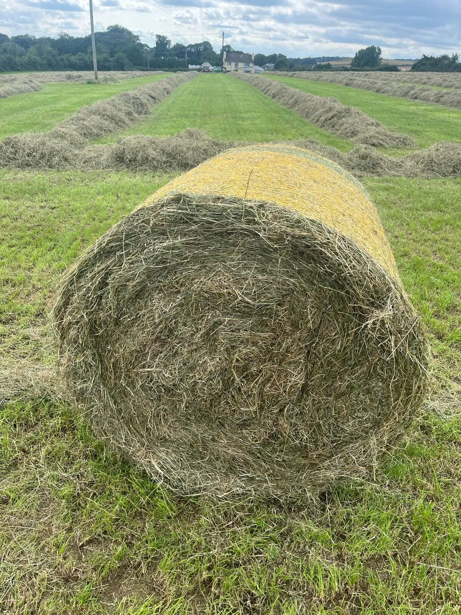 Green Hay - Image 3