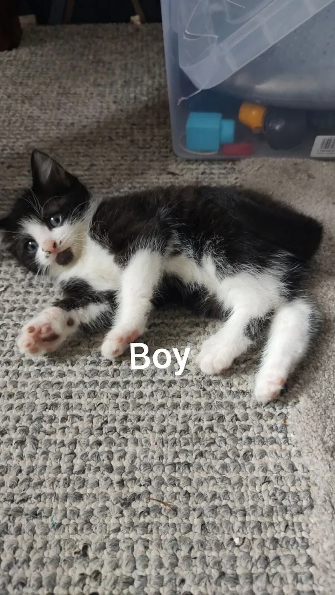 Kittens - Image 2