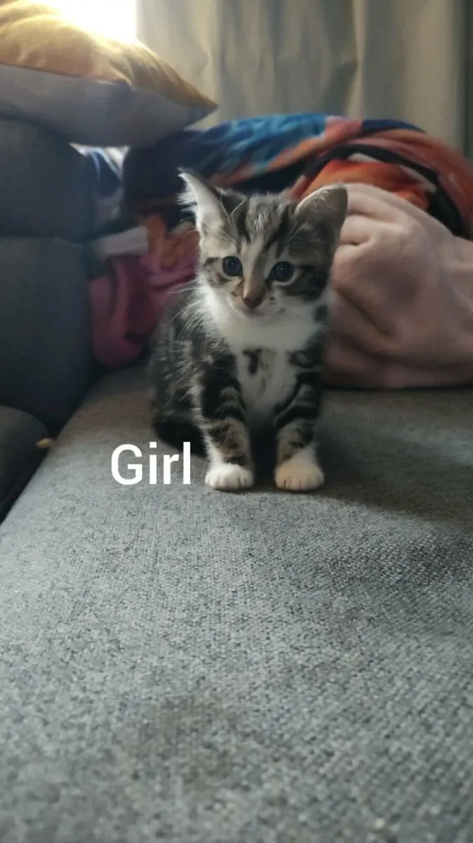 Kittens - Image 3