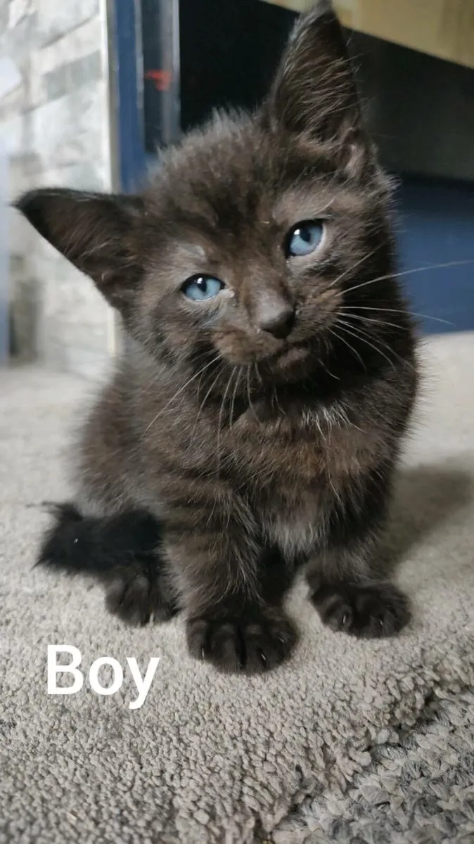 Kittens - Image 1