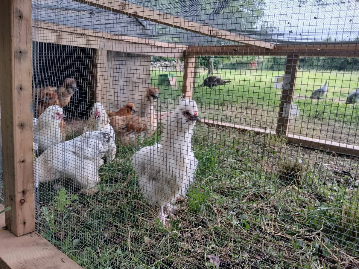 Beautiful Silkies and "Pilkies" (silkie x pekin) - Image 1