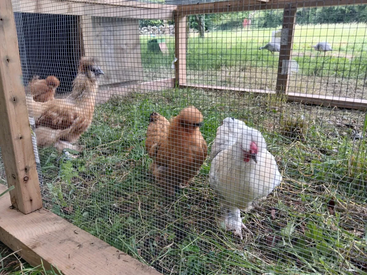 Beautiful Silkies and "Pilkies" (silkie x pekin) - Image 2