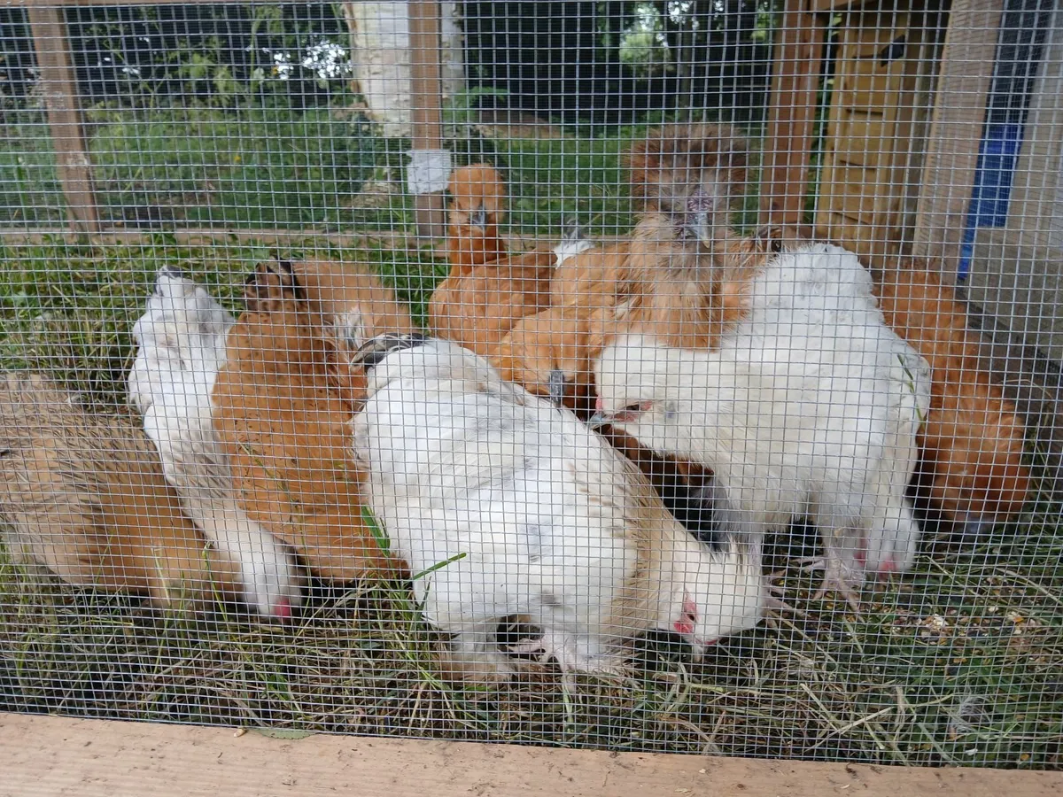 Beautiful Silkies and "Pilkies" (silkie x pekin) - Image 3
