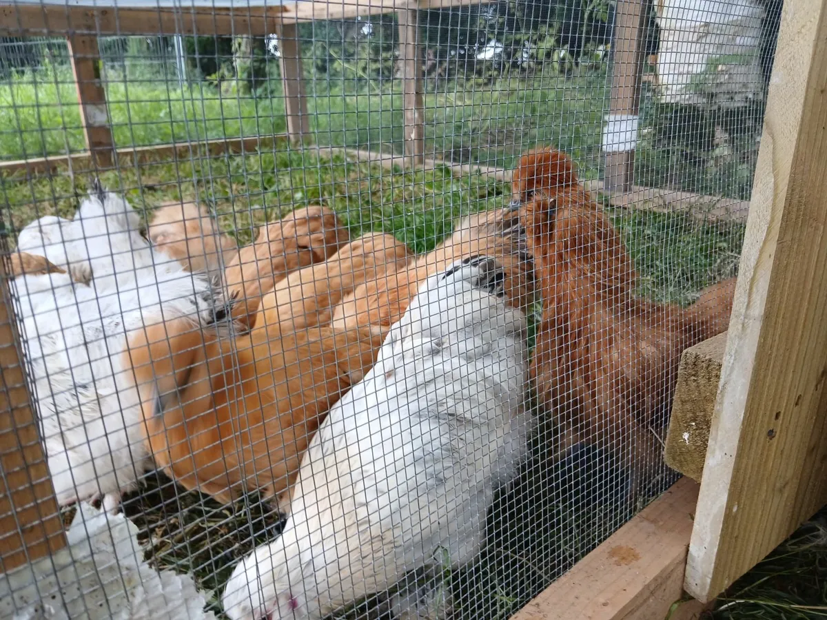 Beautiful Silkies and "Pilkies" (silkie x pekin) - Image 4