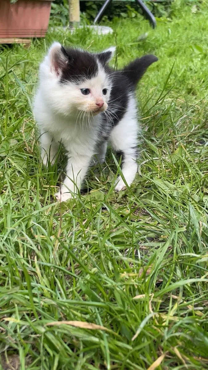 Kittens - Image 3