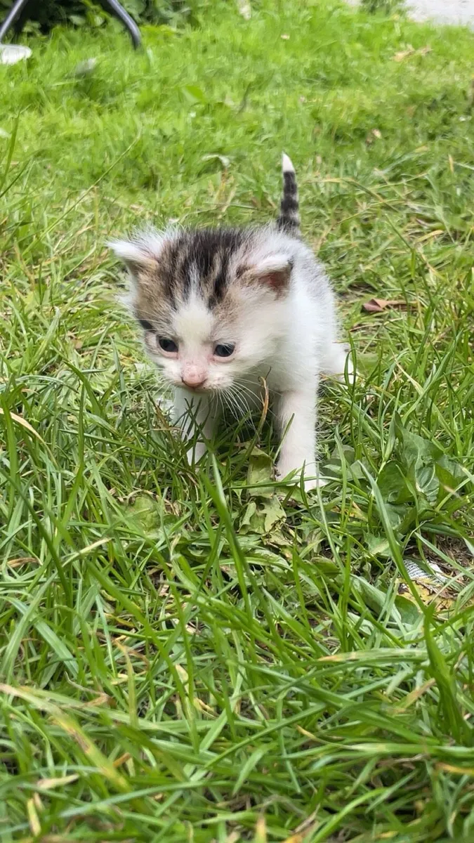 Kittens - Image 4