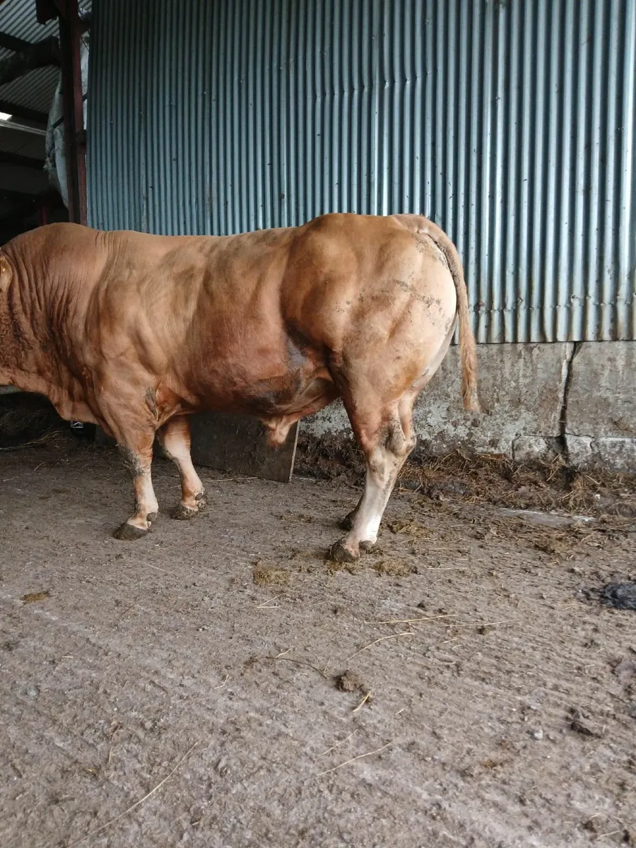 Limousin Bull - Image 3