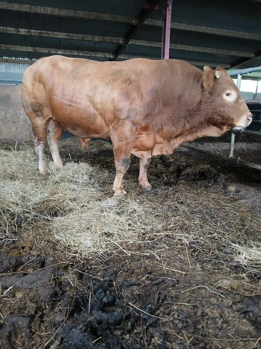 Limousin Bull - Image 4