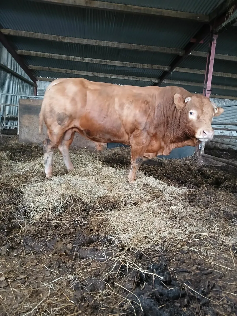 Limousin Bull - Image 1